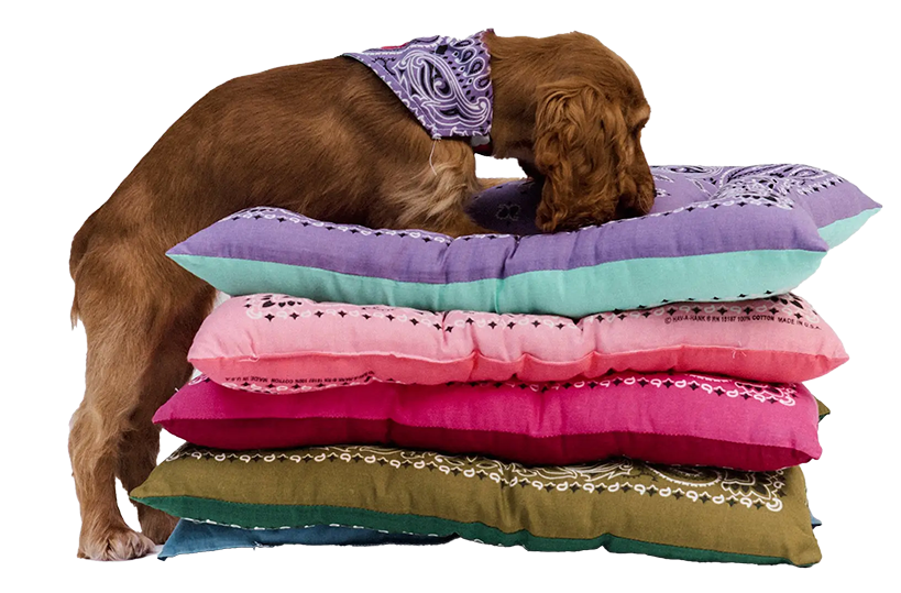 dog collection transparent